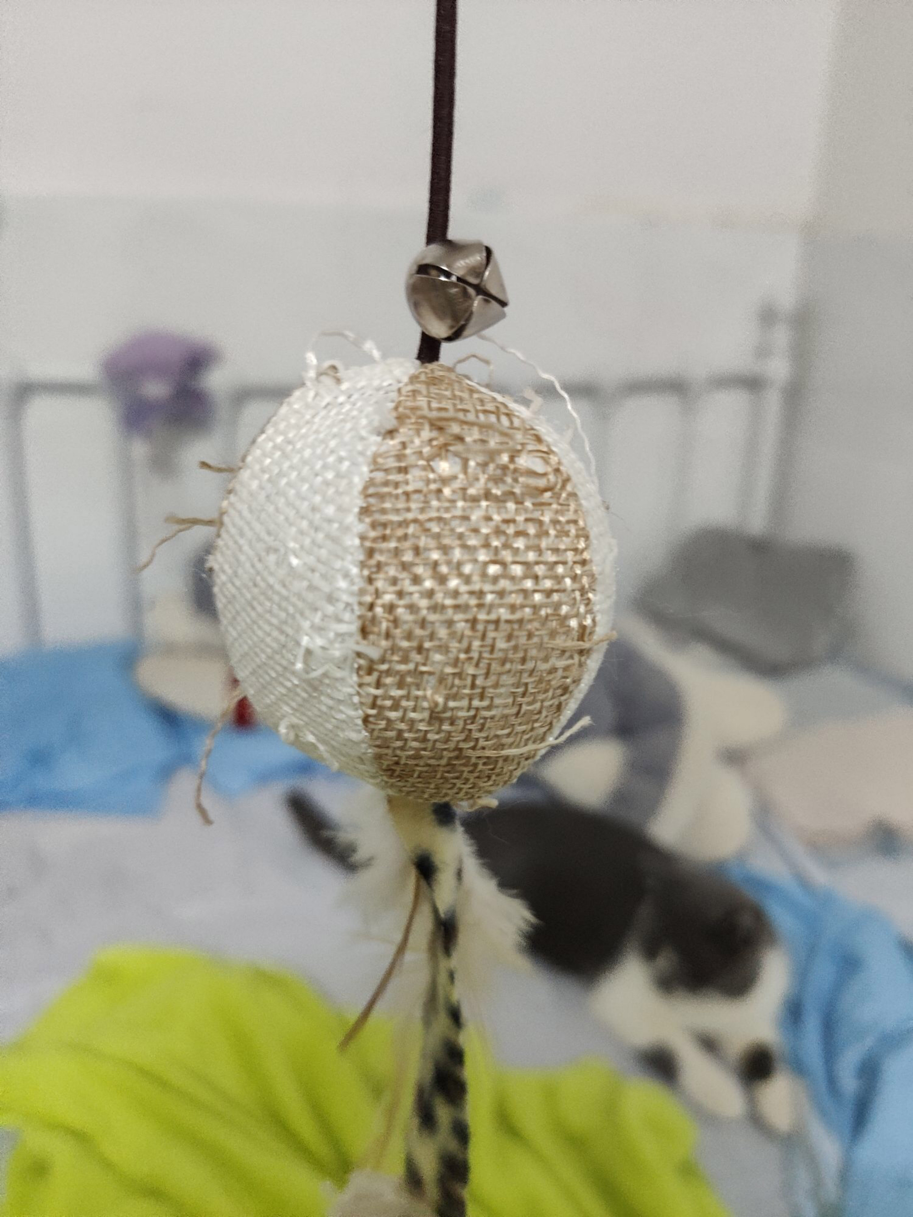 铲屎官新手养猫,铲屎官必懂的养狗知识