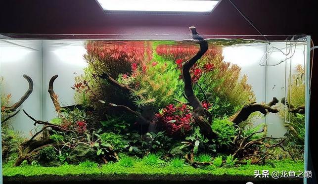 沉木与什么石头搭配造景,沉木造景选树桩还是拱桥