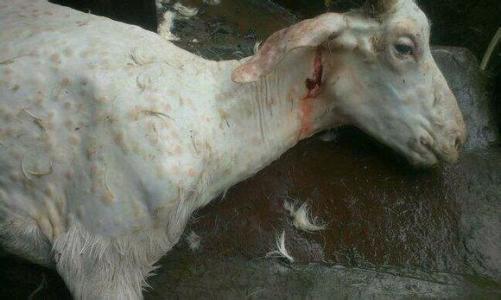 山羊痘的最佳治疗,羊痘病的症状及防治方法