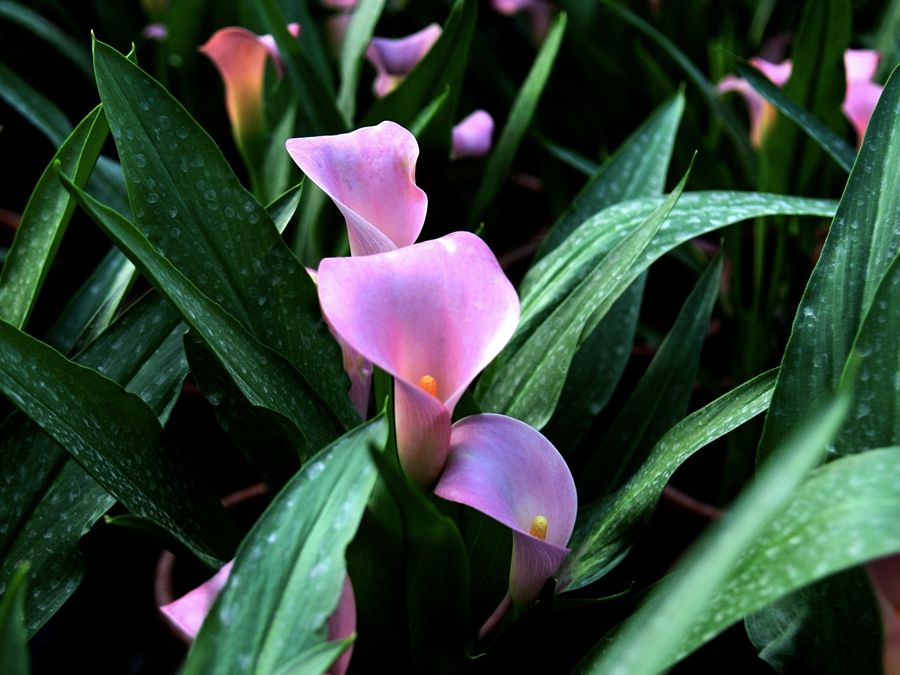彩色马蹄莲的种植方法图片,彩色马蹄莲的种植方法时间