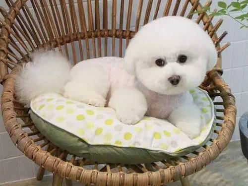 比熊对主人叫怎么回事,为什么主人回来狗会激动