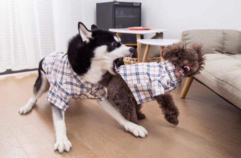 狗界颜值天花板萨摩耶,比熊泰迪萨摩耶哪个颜值高