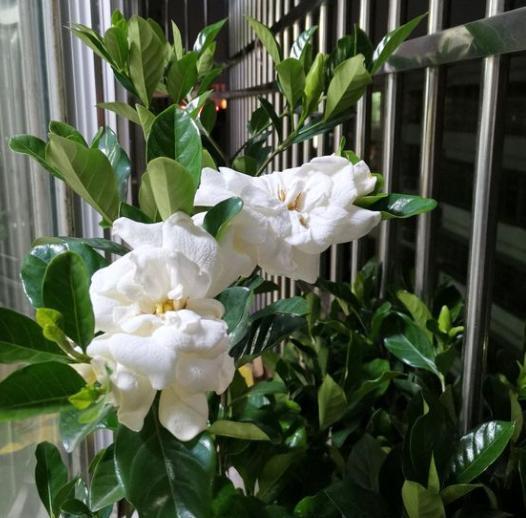 栀子花掉花苞黄叶补救方法,栀子花黄叶掉花苞如何挽救