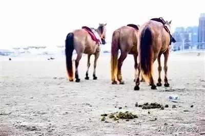 猪粪牛粪羊粪鸡粪养月季哪个更好,鸡粪牛粪羊粪肥的区别