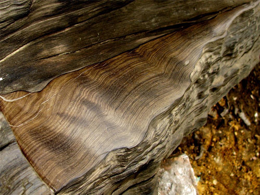 地下挖出千年阴沉木,中国出土最大的阴沉木