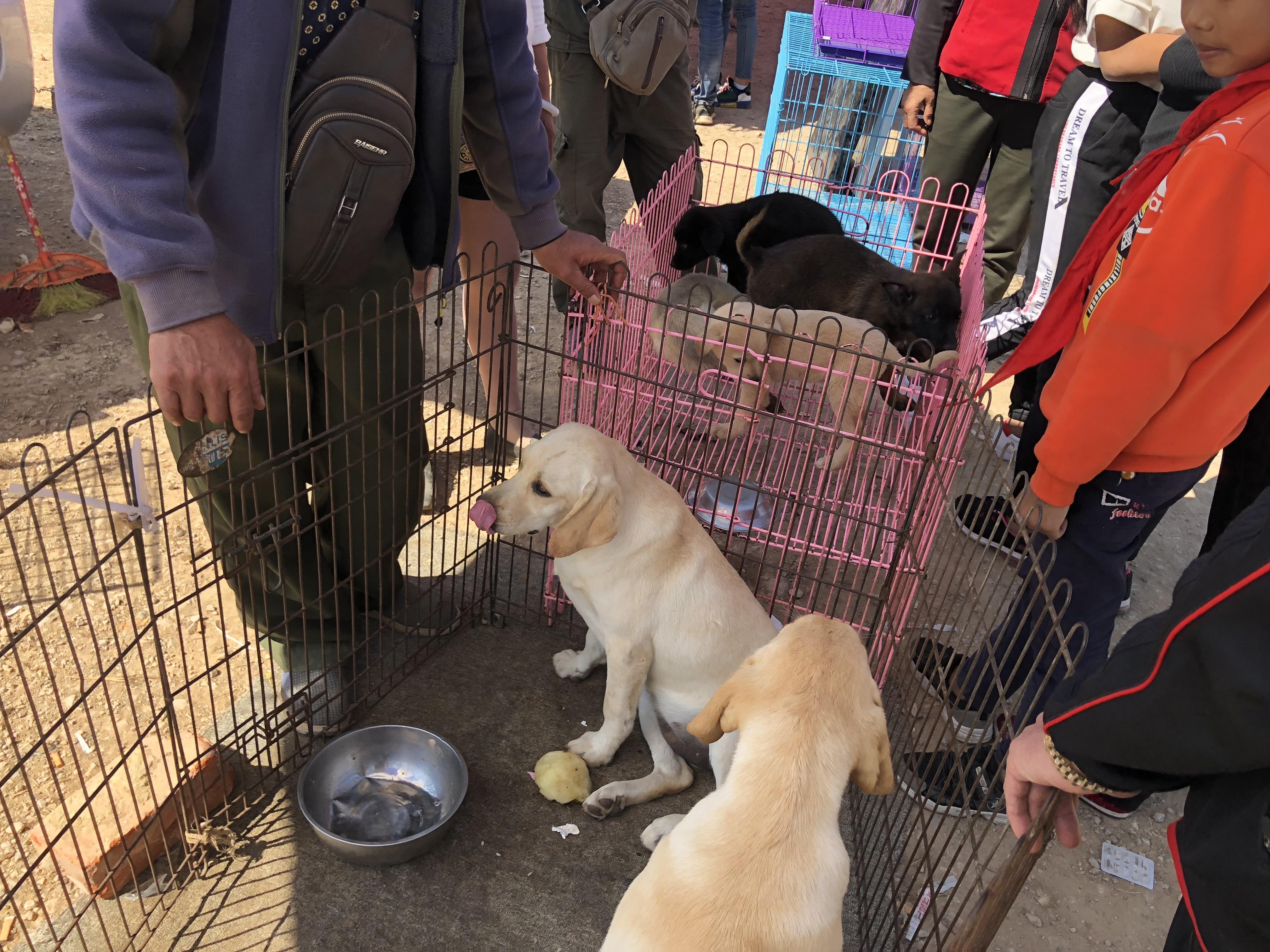 拉布拉多犬多少钱一只100元,拉布拉多成年狗市场价能值多少钱