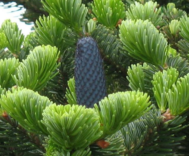 中华人民共和国野生植物保护名录,濒危保护植物名录药用植物多少种