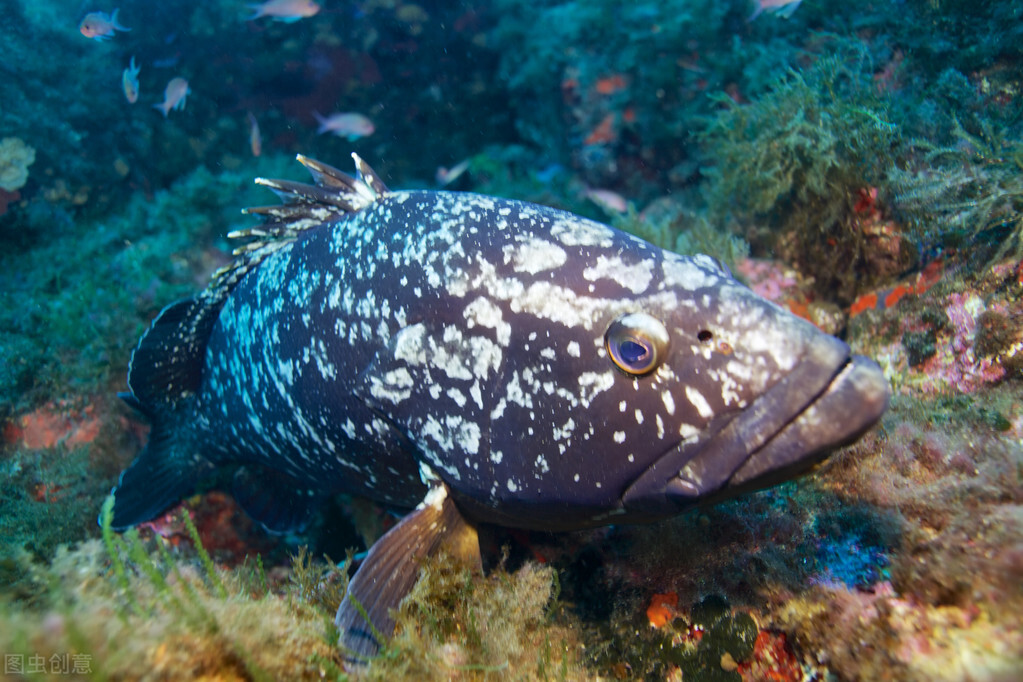 海里的巨型石斑鱼为什么不能吃,石斑鱼吃巨型鲨鱼视频