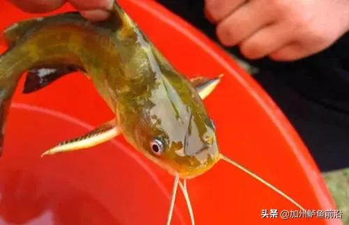 网箱养殖黄颡鱼水霉病防治,黄颡鱼苗水霉病用什么药