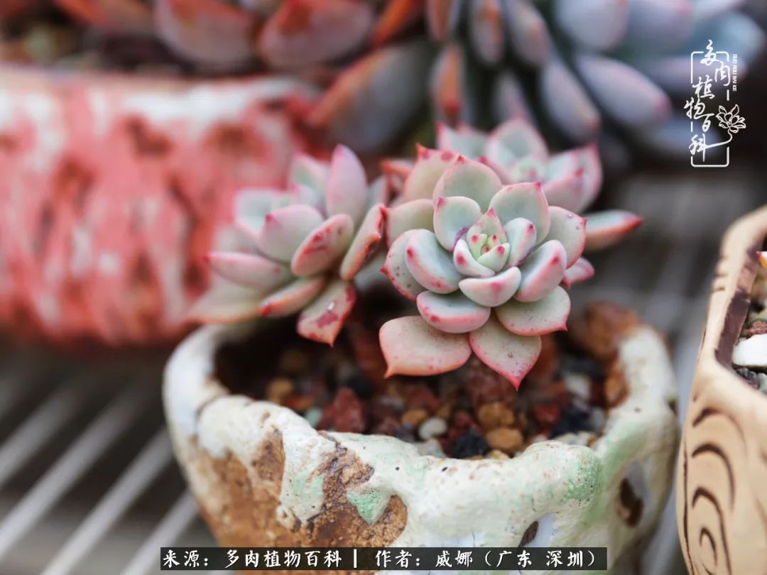 笼子里的多肉,露养的多肉和室内的多肉区别