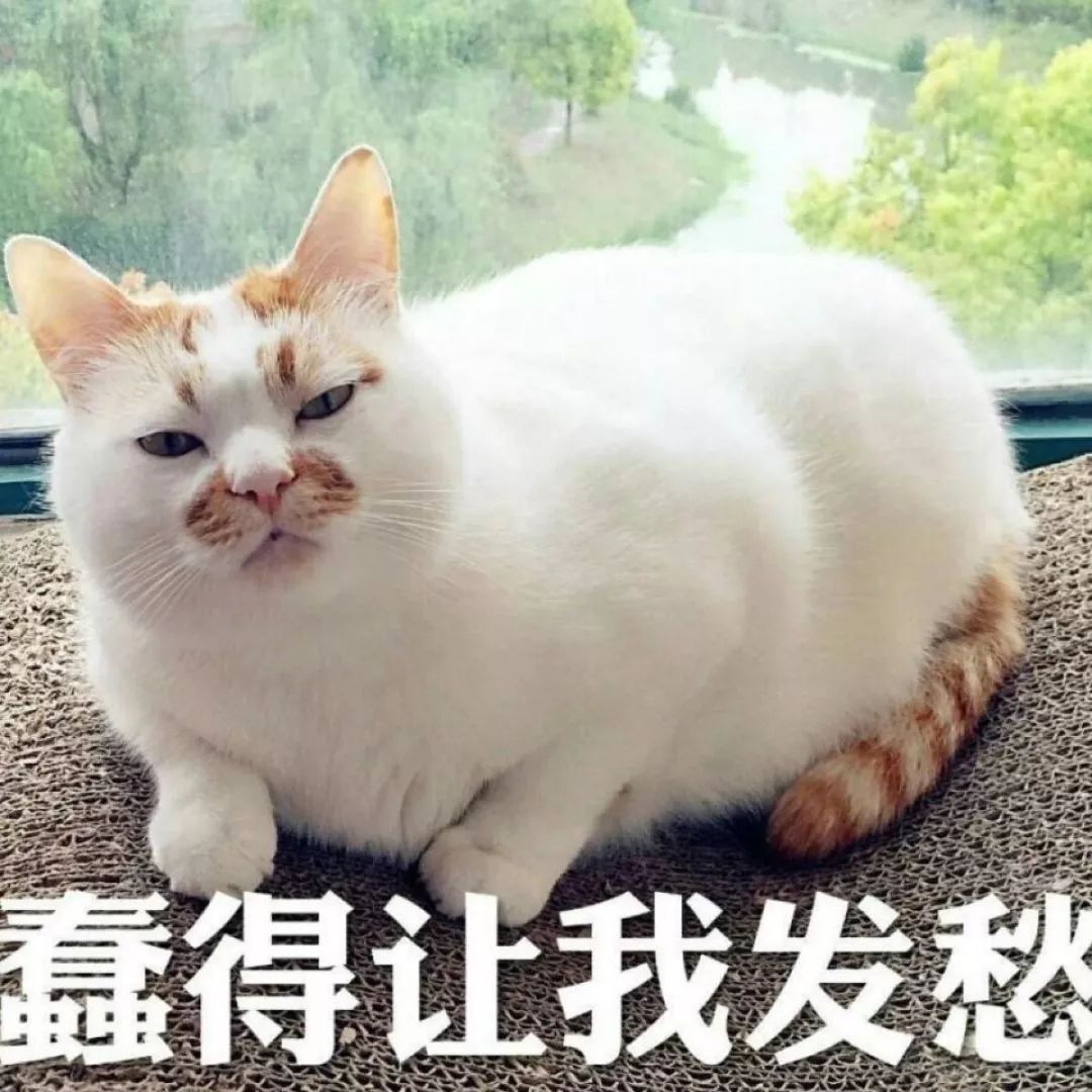 小佩猫狗智能喂食器一代,小佩多猫喂食器