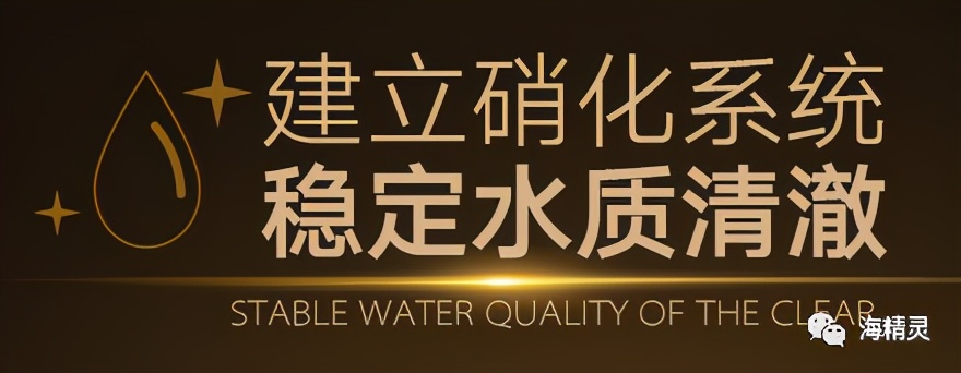 硝化细菌深入研究的九大误区,硝化细菌到底如何选择