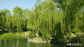 关于荷花梅花的红色诗词,梅花荷花菊花柳树月亮诗词大全集