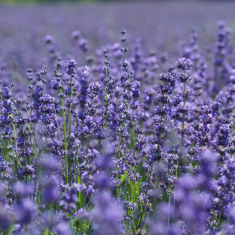 星座秘语射手座,双子座的社交秘语