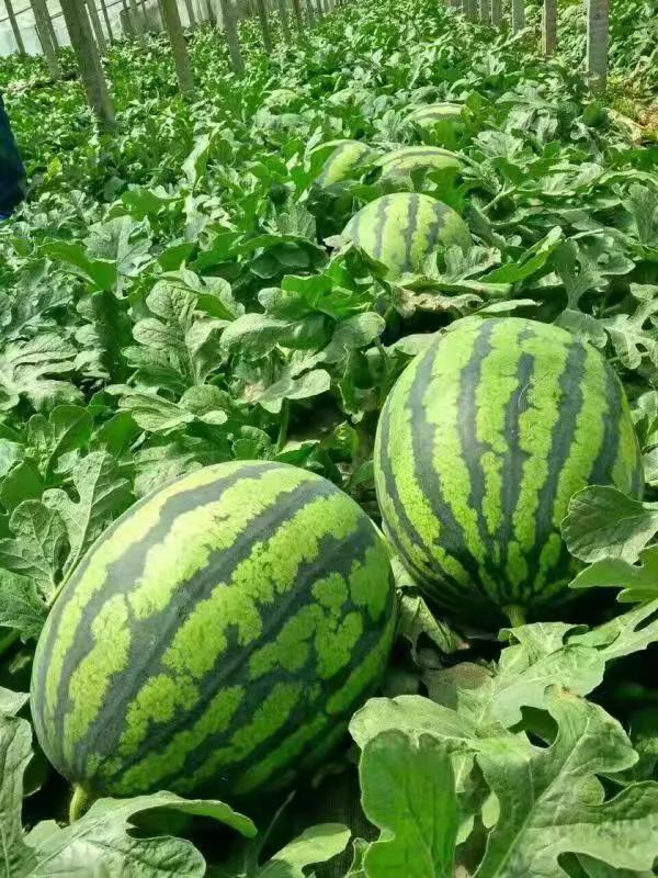 一村一品打造乡村产业,一村一品亿元村