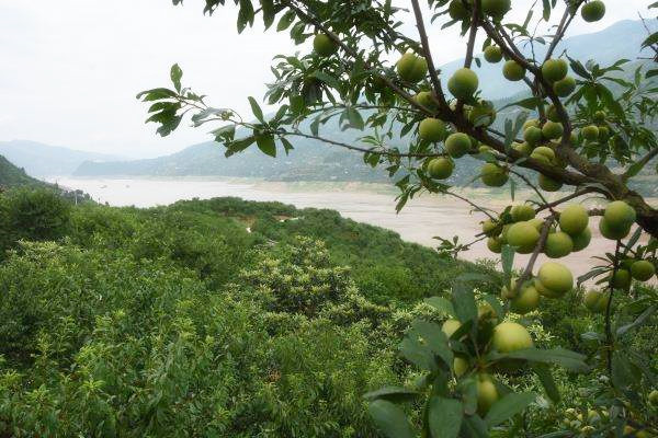 重庆巫山脆李采摘园在哪里,重庆主城哪里有巫山脆李卖