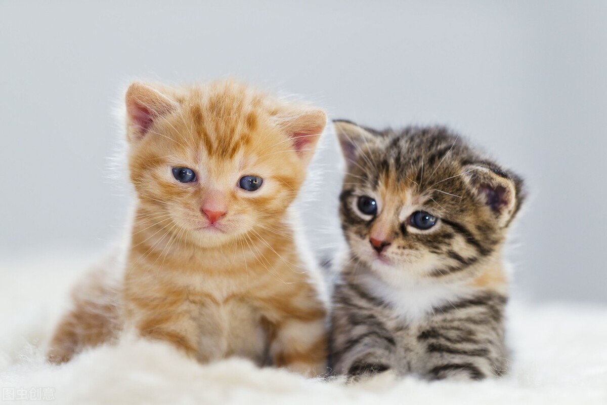 猫科老虎与狮子,老虎和狮子能繁育后代吗