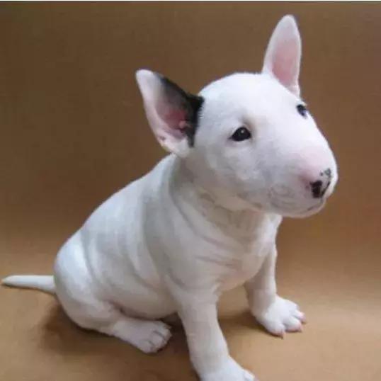 肌肉型猛犬图片,最帅最有气质的猛犬