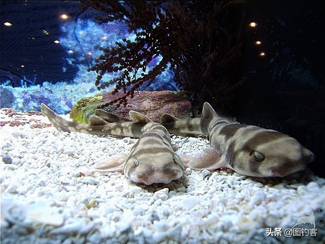 猫齿鲨可以做观赏鱼吗,猫齿鲨鲨鱼