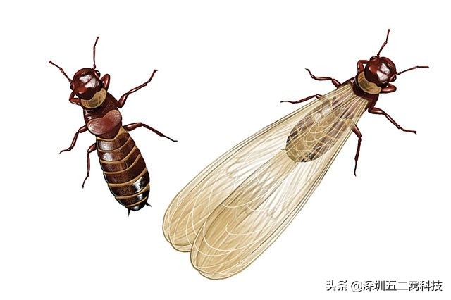 白蚁防治方法和注意事项,白蚁防治最有效的方法有哪些