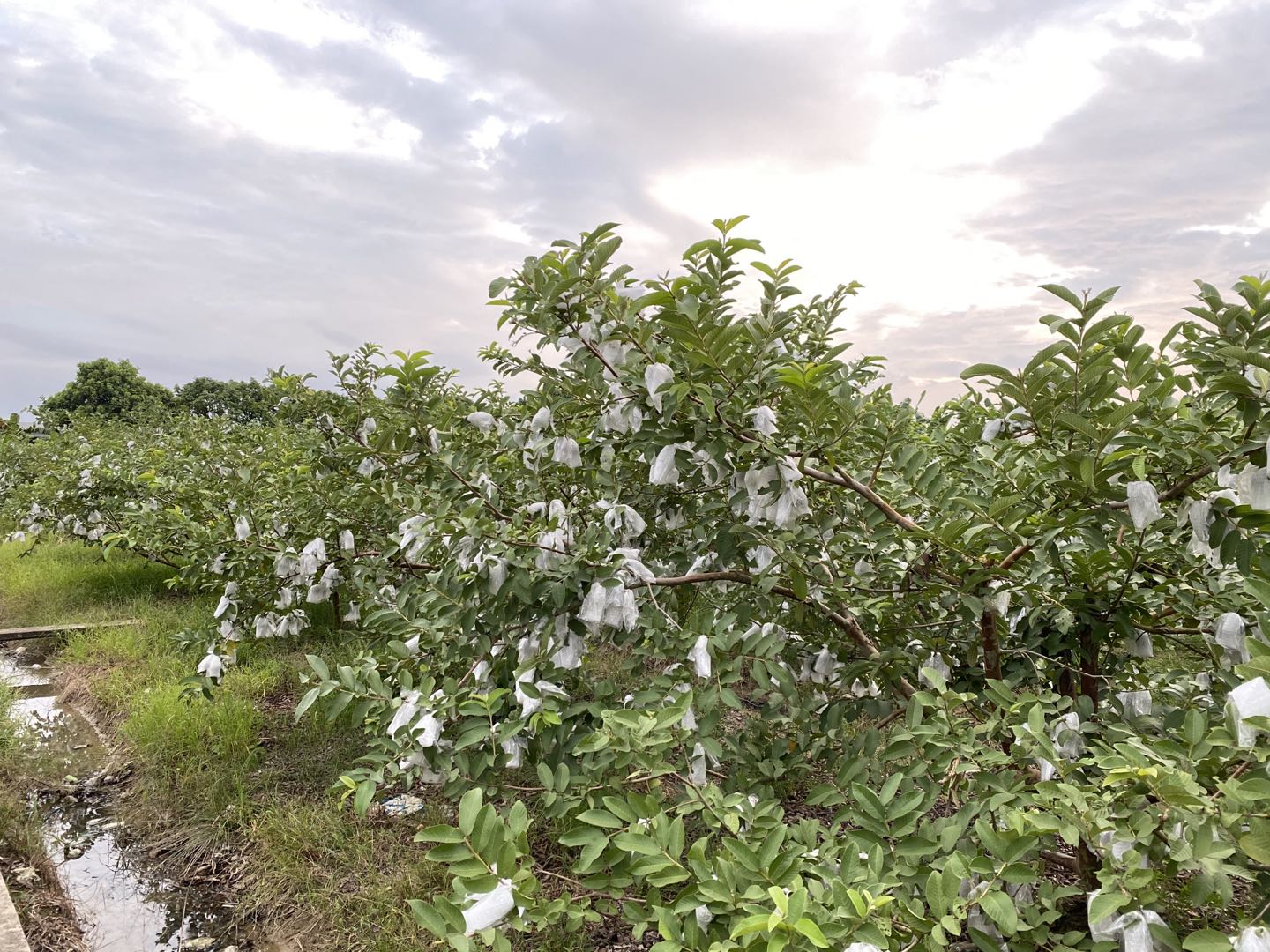 番石榴打药有什么危害,芭乐怎么防针蜂
