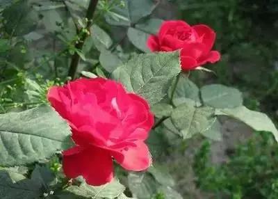 1到100朵红玫瑰花的寓意和花语,助人为乐善良可爱是哪种花的花语