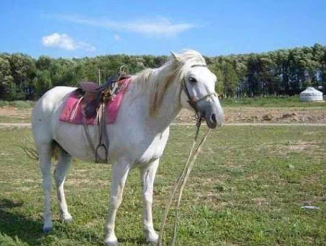 白龙马从马棚走出来的故事,西游记白龙马的悲惨晚年