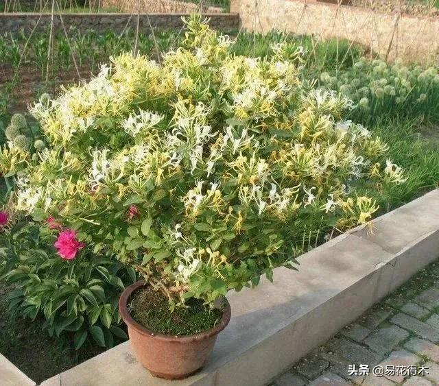 金银花黄叶子有黑斑是怎么回事,金银花现在发黄是啥原因