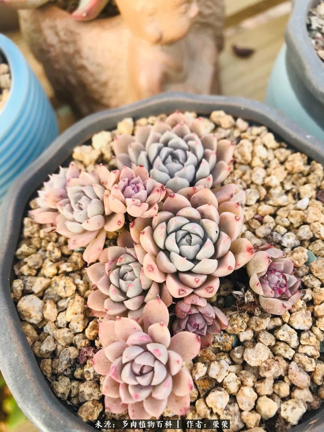 我在包邮区养肉，附多肉越冬度夏养护建议！