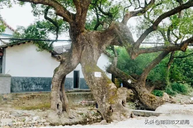 千年古樟树福建仙游,樟树千年古香樟