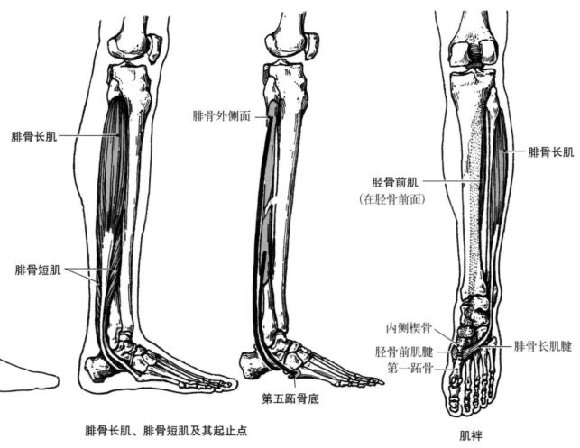 踝关节体态评估,体态评估如何评估踝关节内外翻