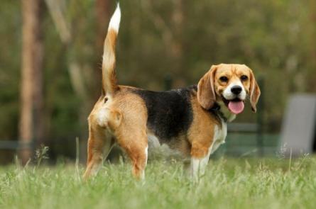 狗狗警惕性高不让碰有什么办法,不能碰狗狗怎么办