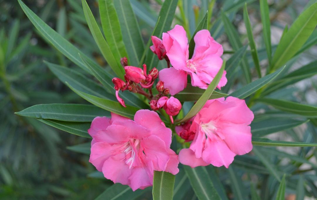 100种常见观叶植物图鉴史上最全,农村常见的100种植物