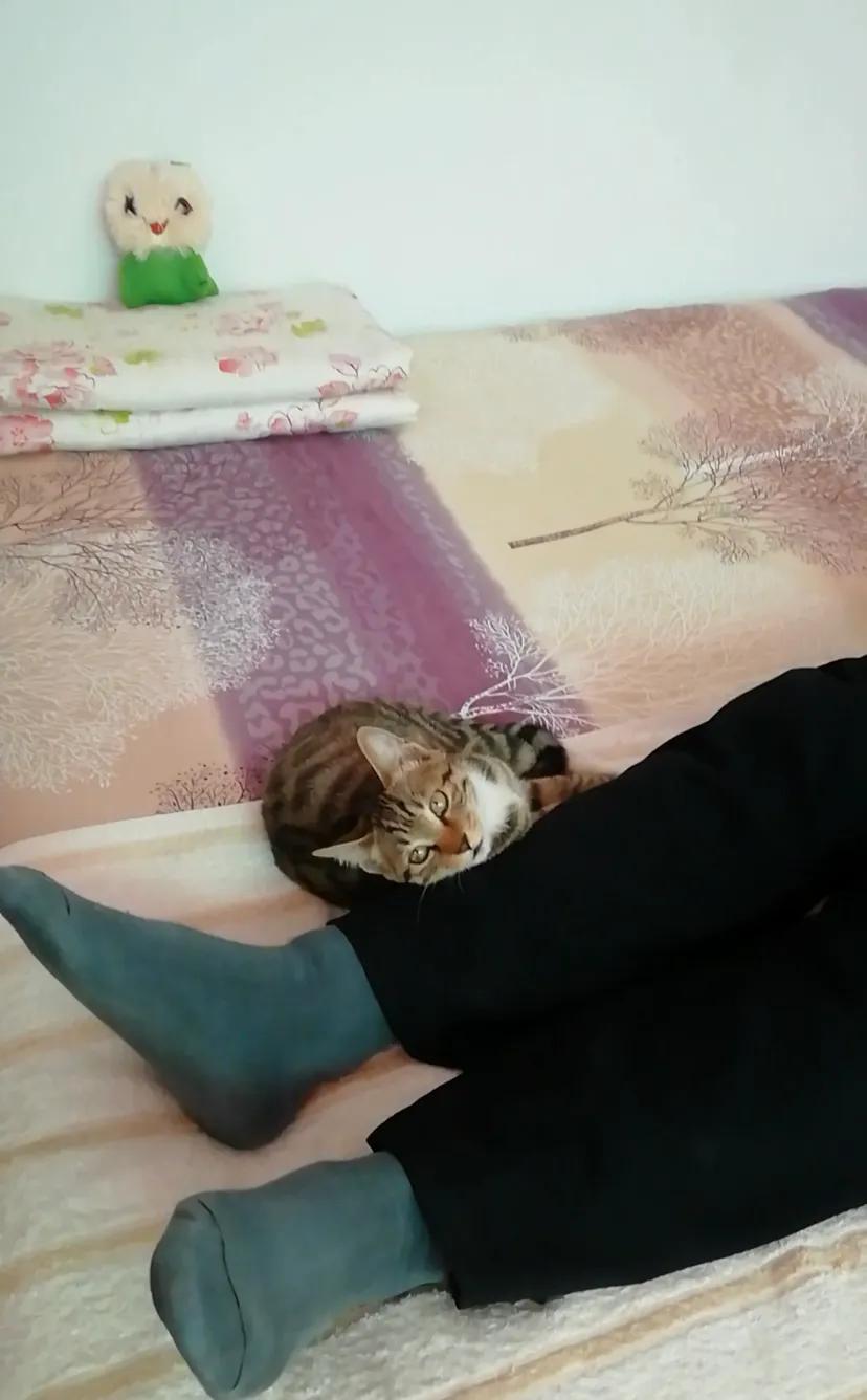 有哪些事情是你养猫后才知道的,养猫之后你会体会到的7件有趣事