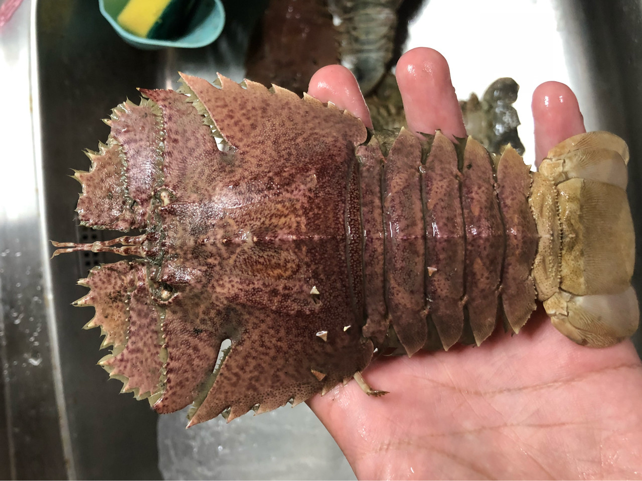 挑虾怎么挑才能挑到新鲜的虾类,如何有效挑选虾类的虾种呢