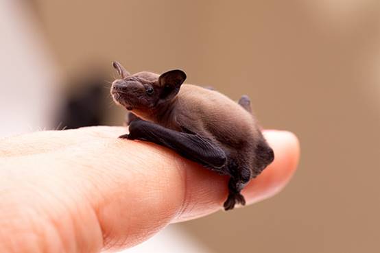 除了大象以外谁的鼻子长,除了大象鼻子长还有谁的鼻子长