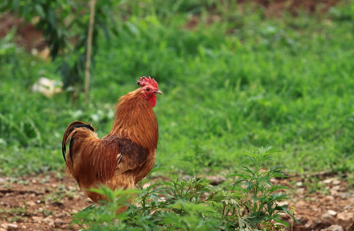 非典型性新城疫,私藏用药总汇。(必读)