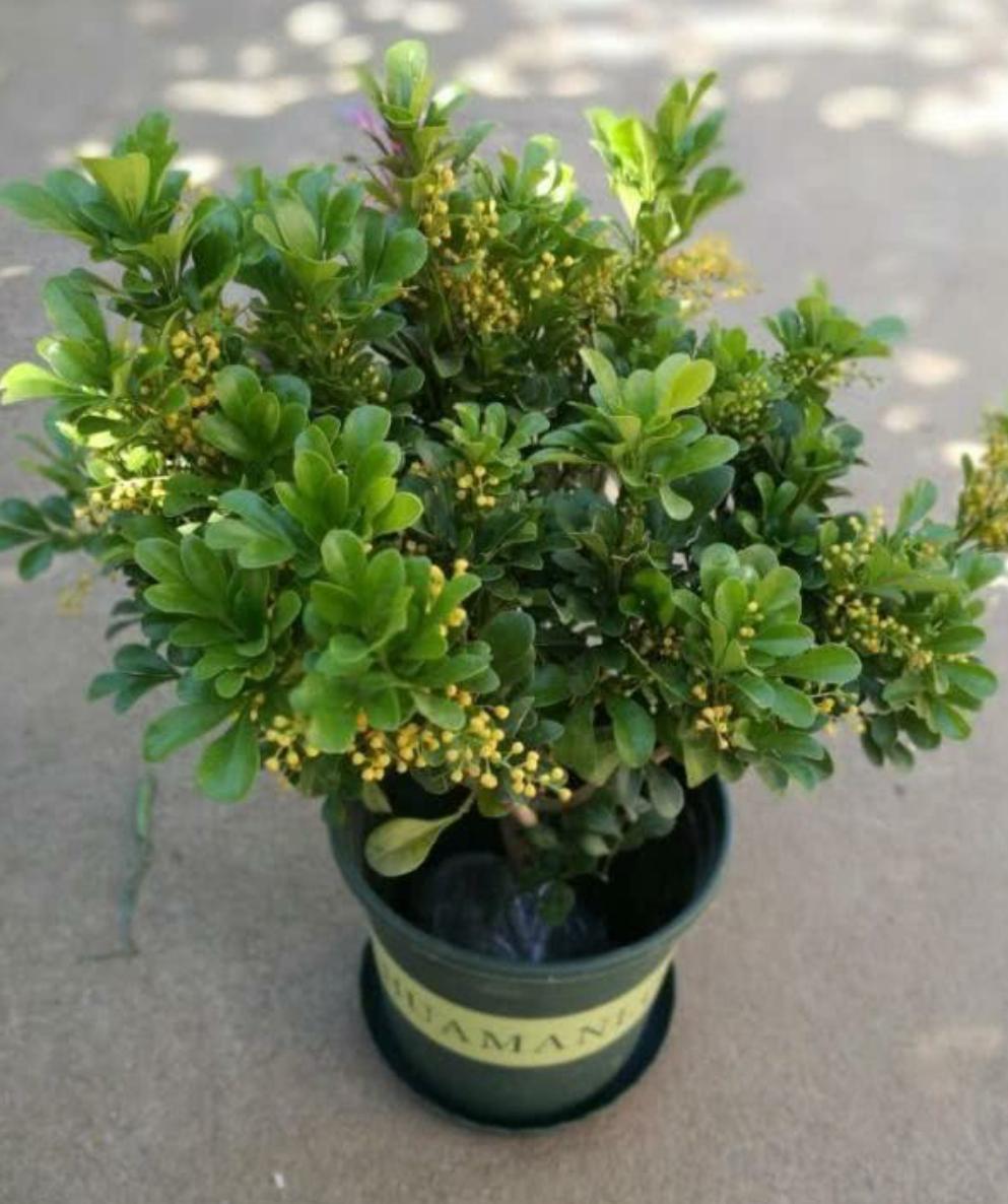 米兰花越冬的修剪方法,米兰花冬天怎么养护和浇水呢