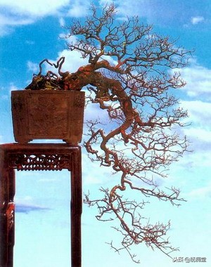 丛林式盆景欣赏,盆景欣赏及制作