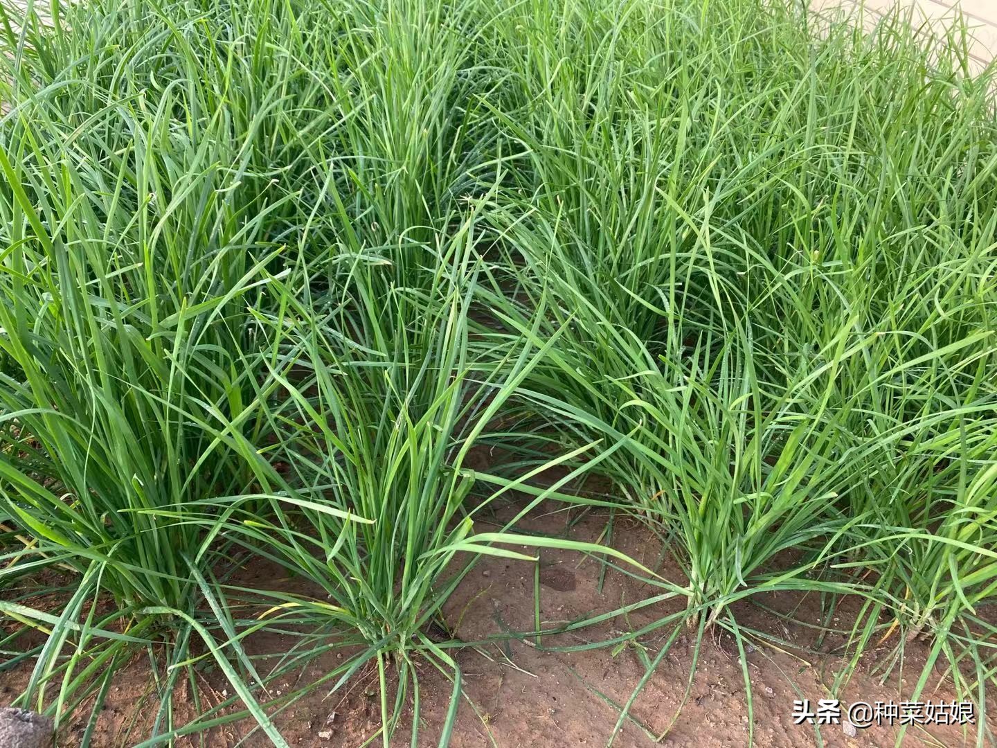 播种韭菜的妙招图片大全,播种韭菜正确方法