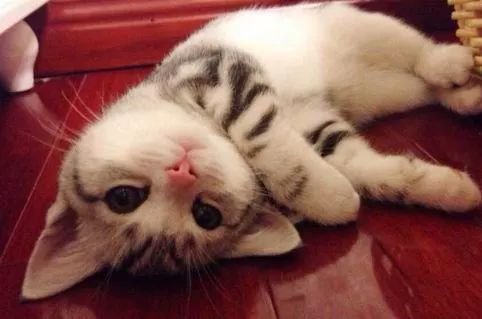 幼猫骨折了能自愈吗,猫咪骨折怎么办