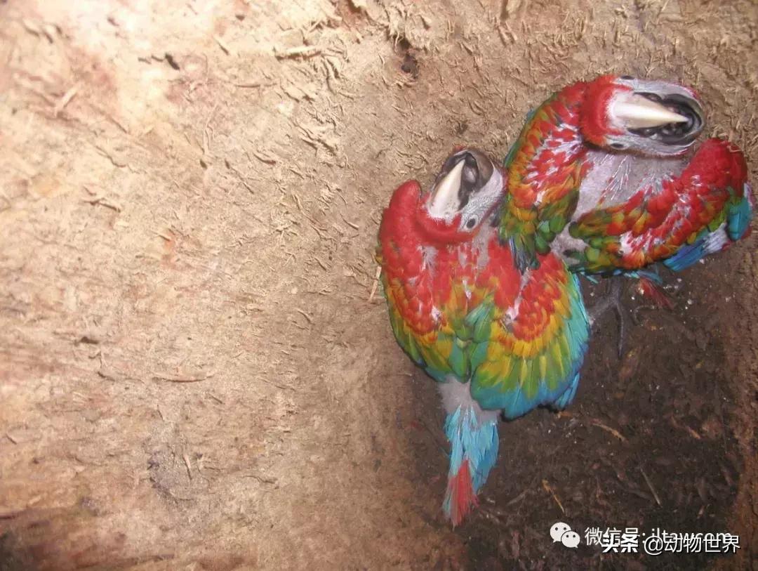 飞翔的彩虹鸟,飞翔的鹦鹉绿幕素材