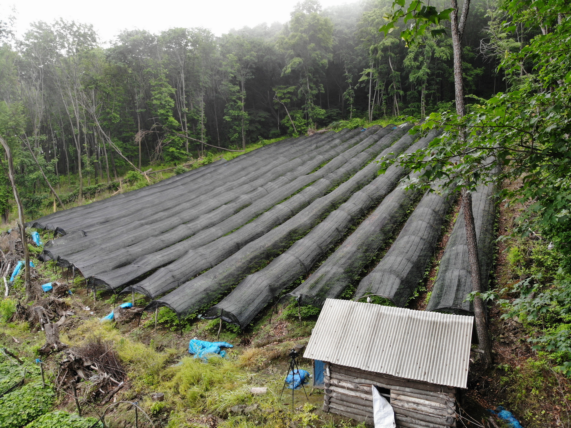 高丽参和红参有什么区别,中国红和高丽红区别