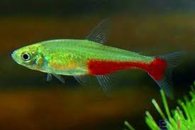 草缸灯鱼专用灯,草缸专用灯防太阳