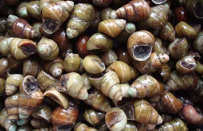 2019十大养殖品种图片,这两年最火的养殖品种