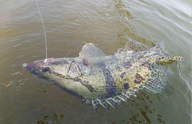 鳜鱼什么时间段钓最难钓,野钓鳜鱼作钓思路及技巧