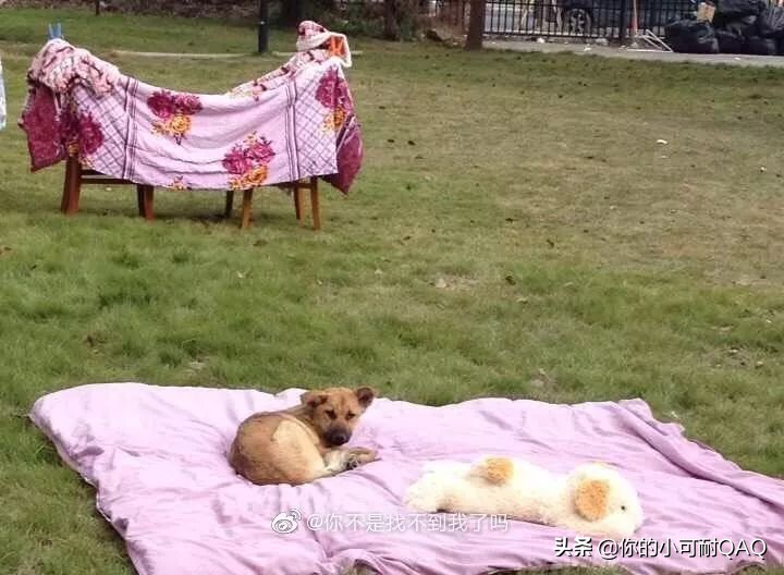 全网通缉照片上的狗,被全网通缉的狗