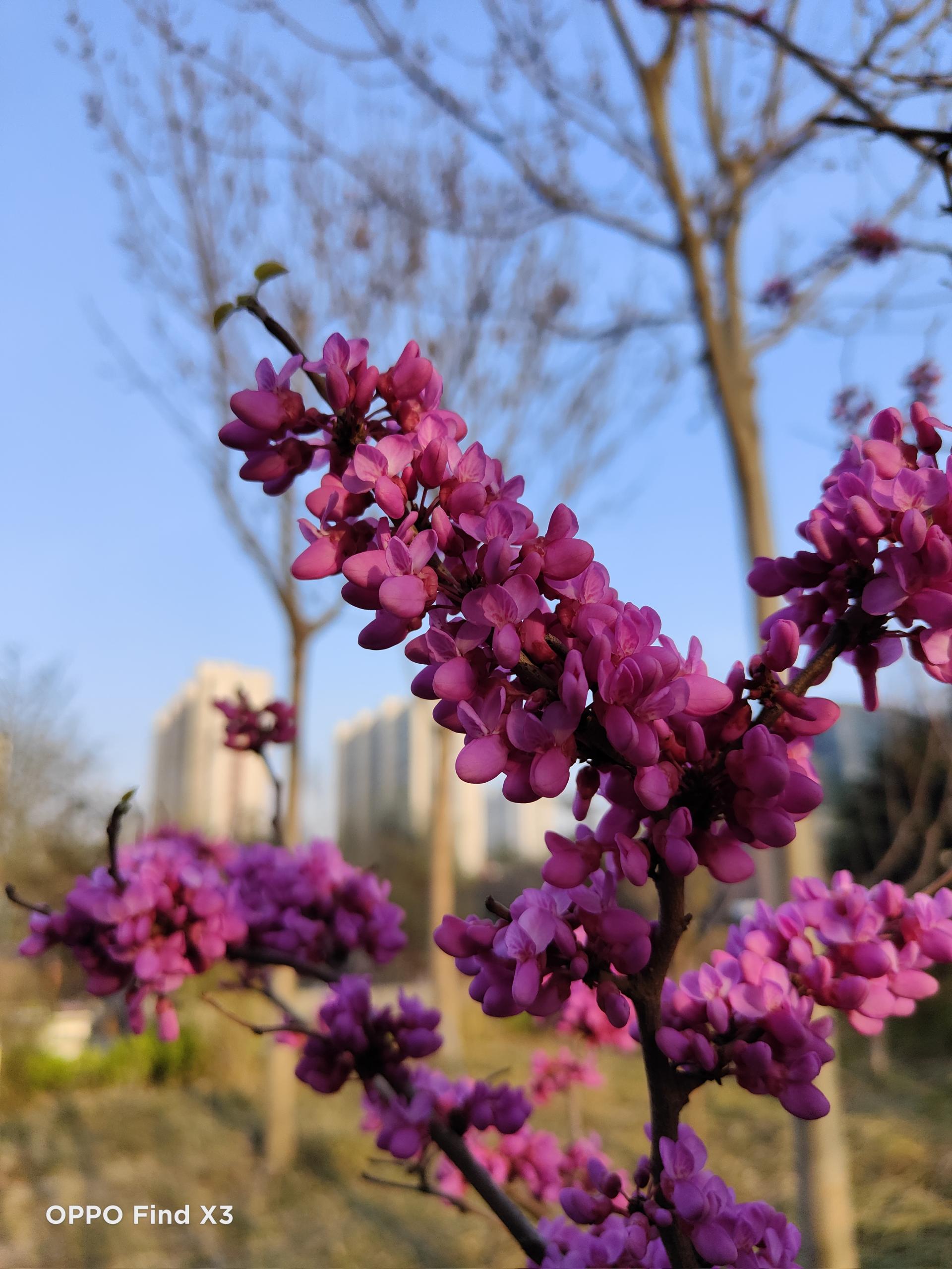 oppofindx3pro能和iphone比吗,oppofindx3真实体验