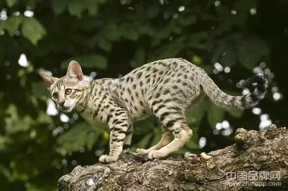 盘点世界最贵的是什么,世界上最贵的是什么你知道吗