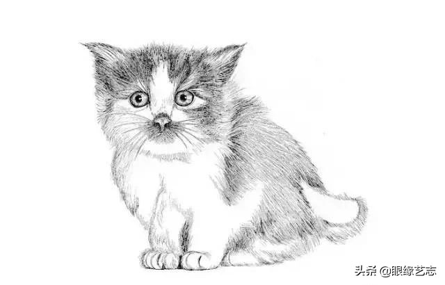 画小花猫简笔画彩色图片,画小花猫素描画